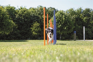Trixie Hund Aktivität Agility Slalom Stöcke Blau / Orange