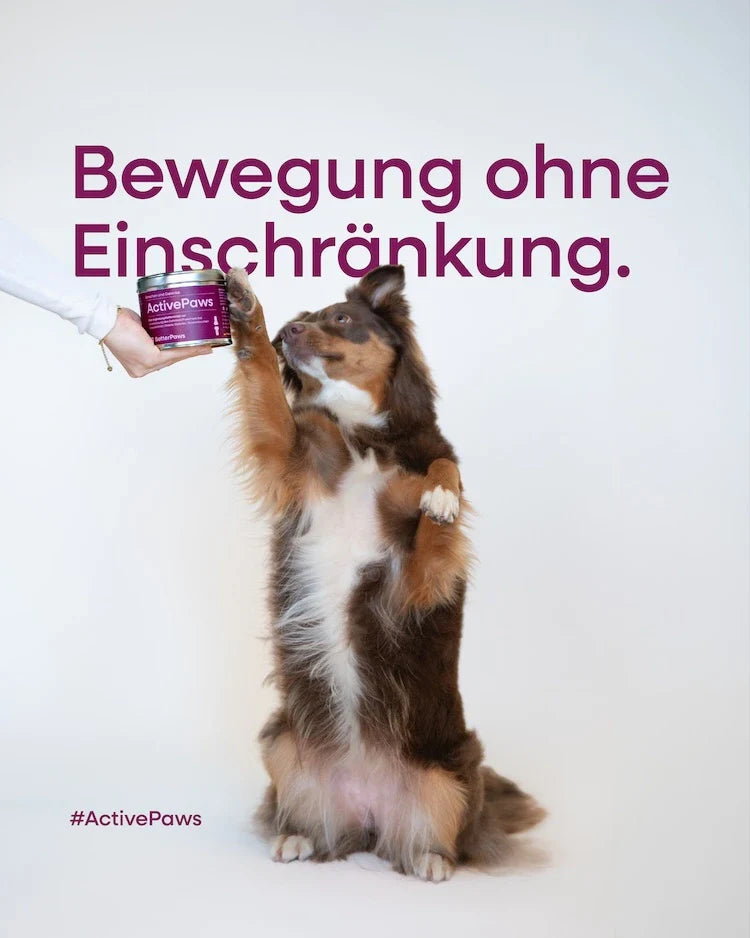 ActivePaws für Hunde – Ansicht 2