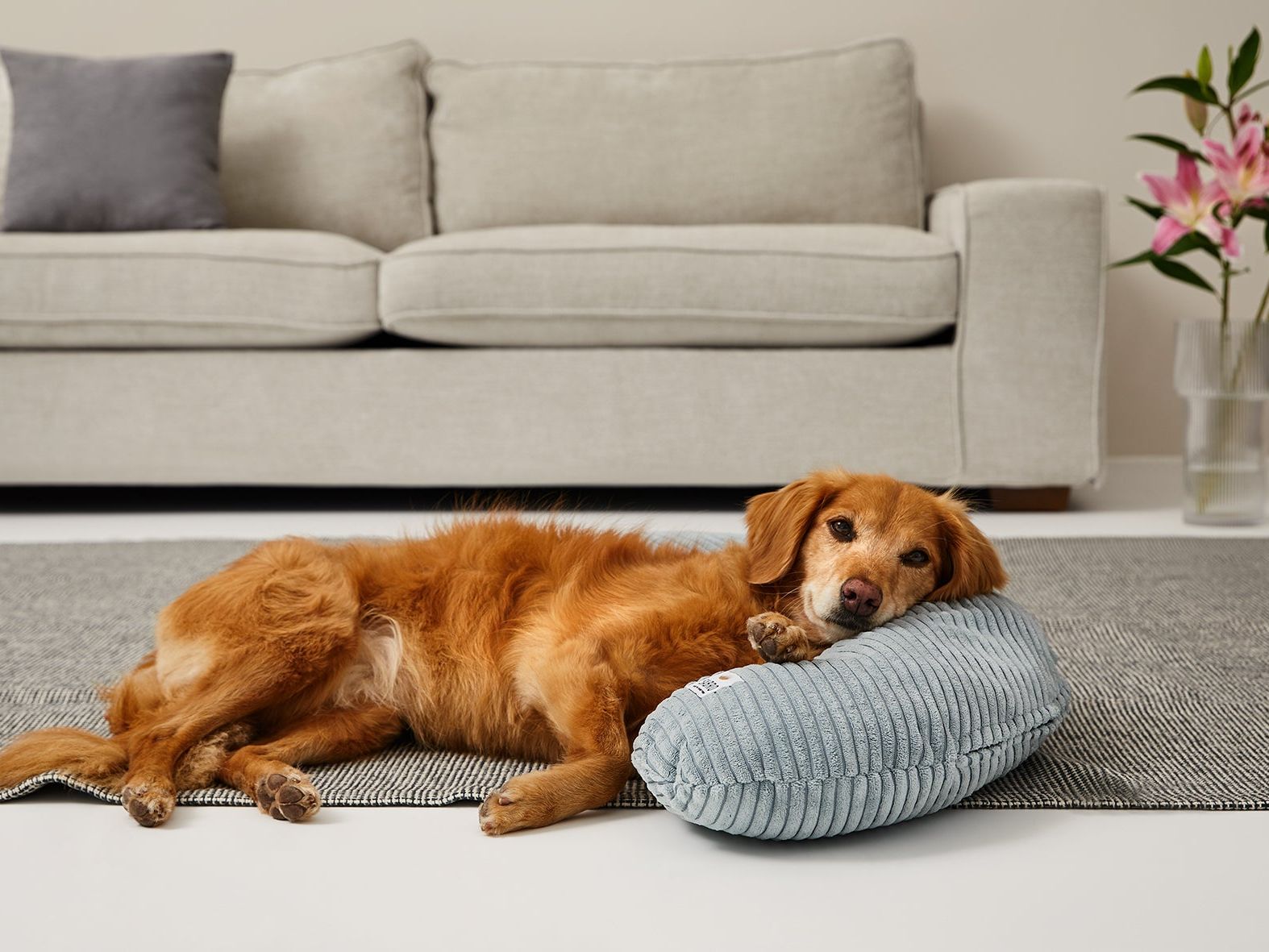 Bezug für SCHMUSEHÖRNCHEN Cord für Hunde – Ansicht 2