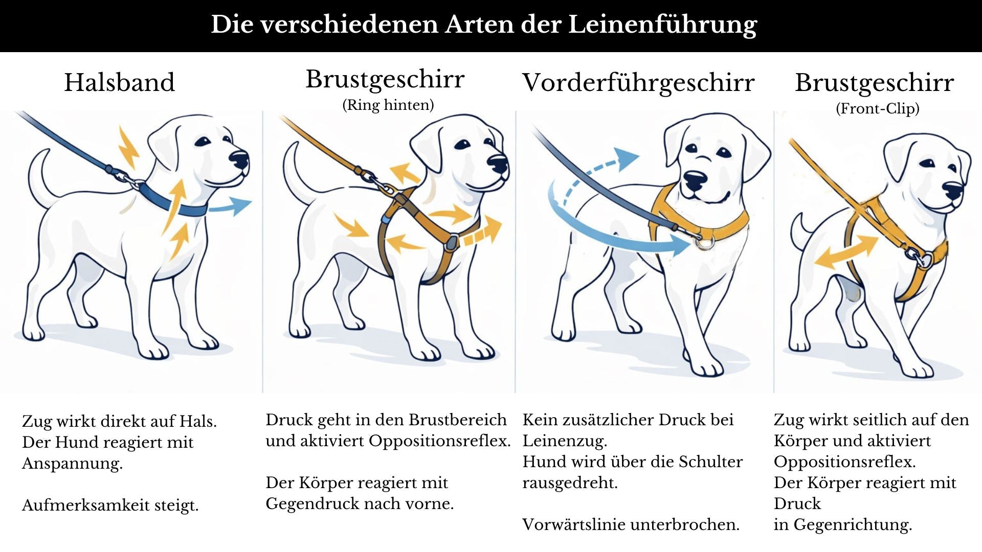 Vorderführgeschirr STURMFREI® Saver (19 mm) – höhenverstellbar aus BioThane® - Extra-Sicherung für Hunde – Ansicht 2