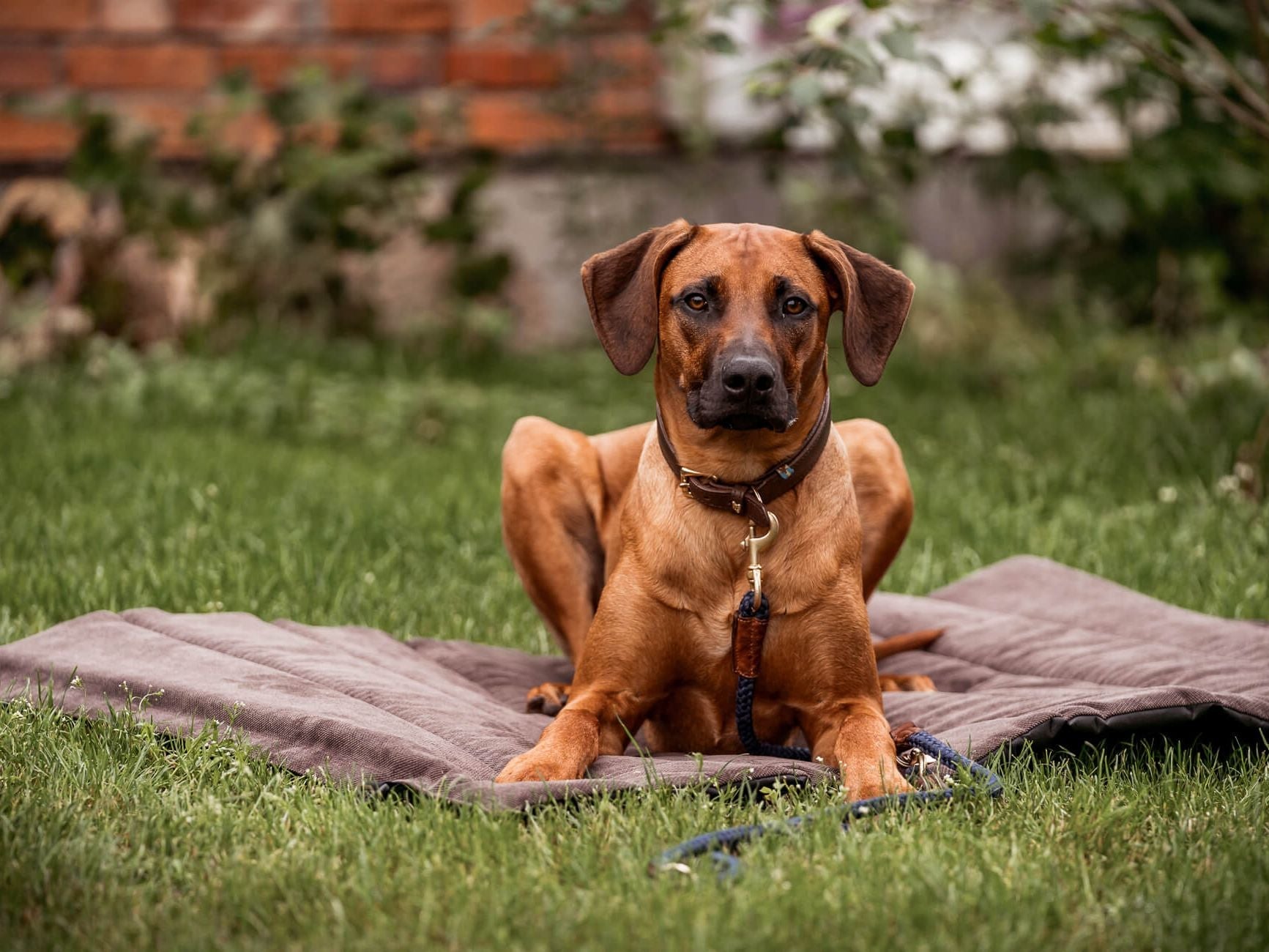 Outdoormatte SKOLAN für Hunde – Ansicht 2