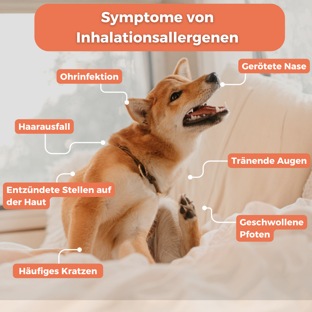 Inhalationsallergene-Test Hund – Ansicht 2