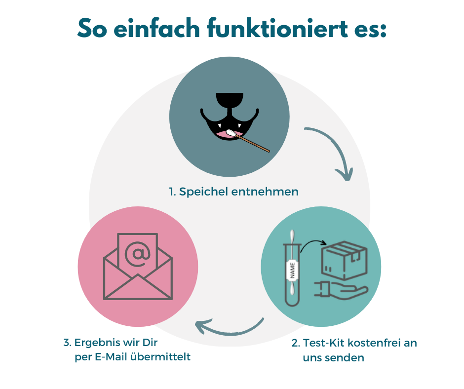 DNA-Erbkrankheiten Analyse Hund – Ansicht 2