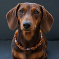 Bernsteinkette für den Hund mit Sugilith und Swari Länge 23cm