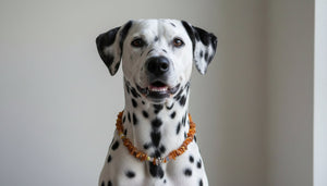 Hunde Bernsteinkette mit Edelsteinmix Länge 43cm