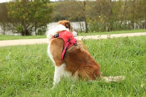 Zolux Easyride Hundegeschirr Rot