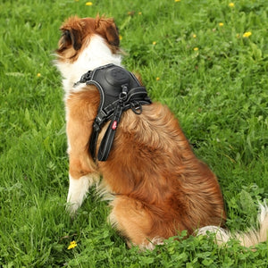 Zolux Easyride Hundegeschirr Schwarz