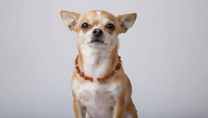 Hunde Bernsteinkette Bergkristall