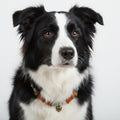 Hunde Bernsteinkette mit Jade Länge 41cm